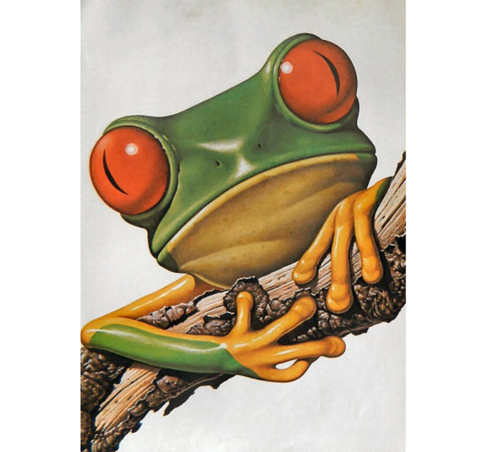green frog with red eyes